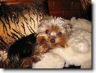 Jork��rsk� terier, Yorkshire Terrier,