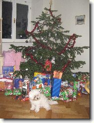 Bichon � poil fris�, Bichon Frise