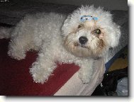 Bichon � poil fris�, Bichon Frise
