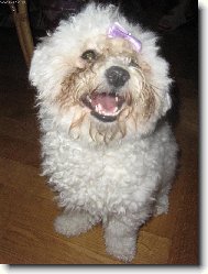 Bichon � poil fris�, Bichon Frise