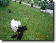 Poodle, Caniche