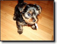 Jork��rsk� terier, Yorkshire Terrier,