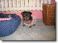 Jork��rsk� terier, Yorkshire Terrier,