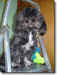 �icu, Shih-Tzu