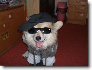 Deutscher spitz - Mittelspitz, German Spitz � Medium size Spitz