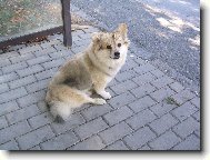 Deutscher spitz - Mittelspitz, German Spitz � Medium size Spitz