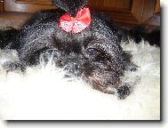 �icu, Shih-Tzu