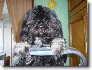 �icu, Shih-Tzu