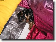 Jork��rsk� terier, Yorkshire Terrier,