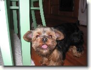 Jork��rsk� terier, Yorkshire Terrier,