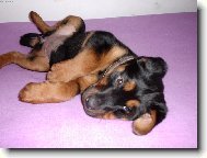 Chinese Crested Dog