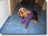 Jork��rsk� terier, Yorkshire Terrier,