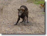 German Shepherd Dog