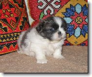 �t���tko, v�k - p�t t�dn�