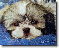 �icu, Shih-Tzu