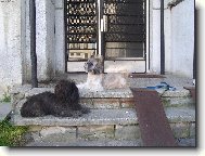 �icu, Shih-Tzu