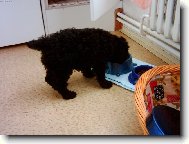 Poodle, Caniche