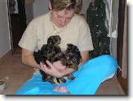 Jork��rsk� terier, Yorkshire Terrier,