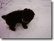 Poodle, Caniche