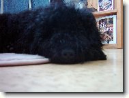 Poodle, Caniche