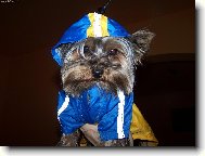 Jork��rsk� terier, Yorkshire Terrier,