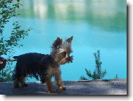Jork��rsk� terier, Yorkshire Terrier,