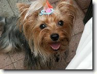 Jork��rsk� terier, Yorkshire Terrier,