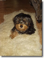 Jork��rsk� terier, Yorkshire Terrier,