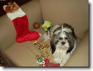�icu, Shih-Tzu