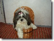 �icu, Shih-Tzu