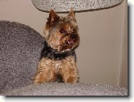 Jork��rsk� terier, Yorkshire Terrier,
