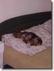 Jork��rsk� terier, Yorkshire Terrier,