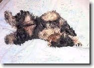 Zwergschnauzer, Miniature Schnauzer