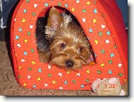 Jork��rsk� terier, Yorkshire Terrier,