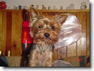 Jork��rsk� terier, Yorkshire Terrier,