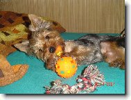 Jork��rsk� terier, Yorkshire Terrier,