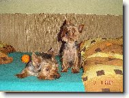 Jork��rsk� terier, Yorkshire Terrier,
