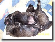 Zwergschnauzer, Miniature Schnauzer