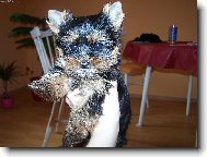 Jork��rsk� terier, Yorkshire Terrier,
