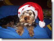 Jork��rsk� terier, Yorkshire Terrier,