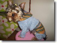 Jork��rsk� terier, Yorkshire Terrier,