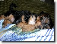 Jork��rsk� terier, Yorkshire Terrier,