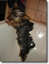 Jork��rsk� terier, Yorkshire Terrier,