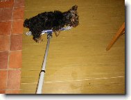 Jork��rsk� terier, Yorkshire Terrier,