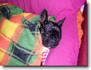 Bouledogue francais, French Bulldog