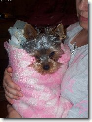 Jork��rsk� terier, Yorkshire Terrier,