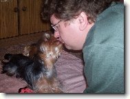 Jork��rsk� terier, Yorkshire Terrier,