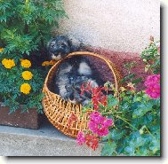 Zwergschnauzer, Miniature Schnauzer