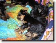 Jork��rsk� terier, Yorkshire Terrier,