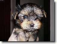 Jork��rsk� terier, Yorkshire Terrier,